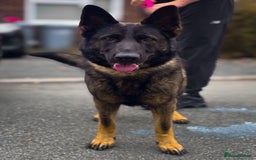 German Shepherd dogs for sale: Dark sable female part trained - Image 1