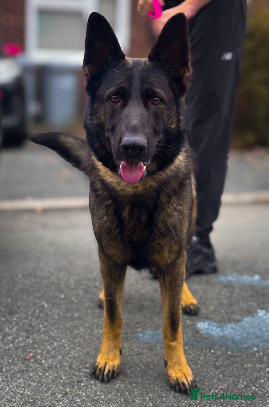 German Shepherd dogs for sale: Dark sable female part trained - Image 1