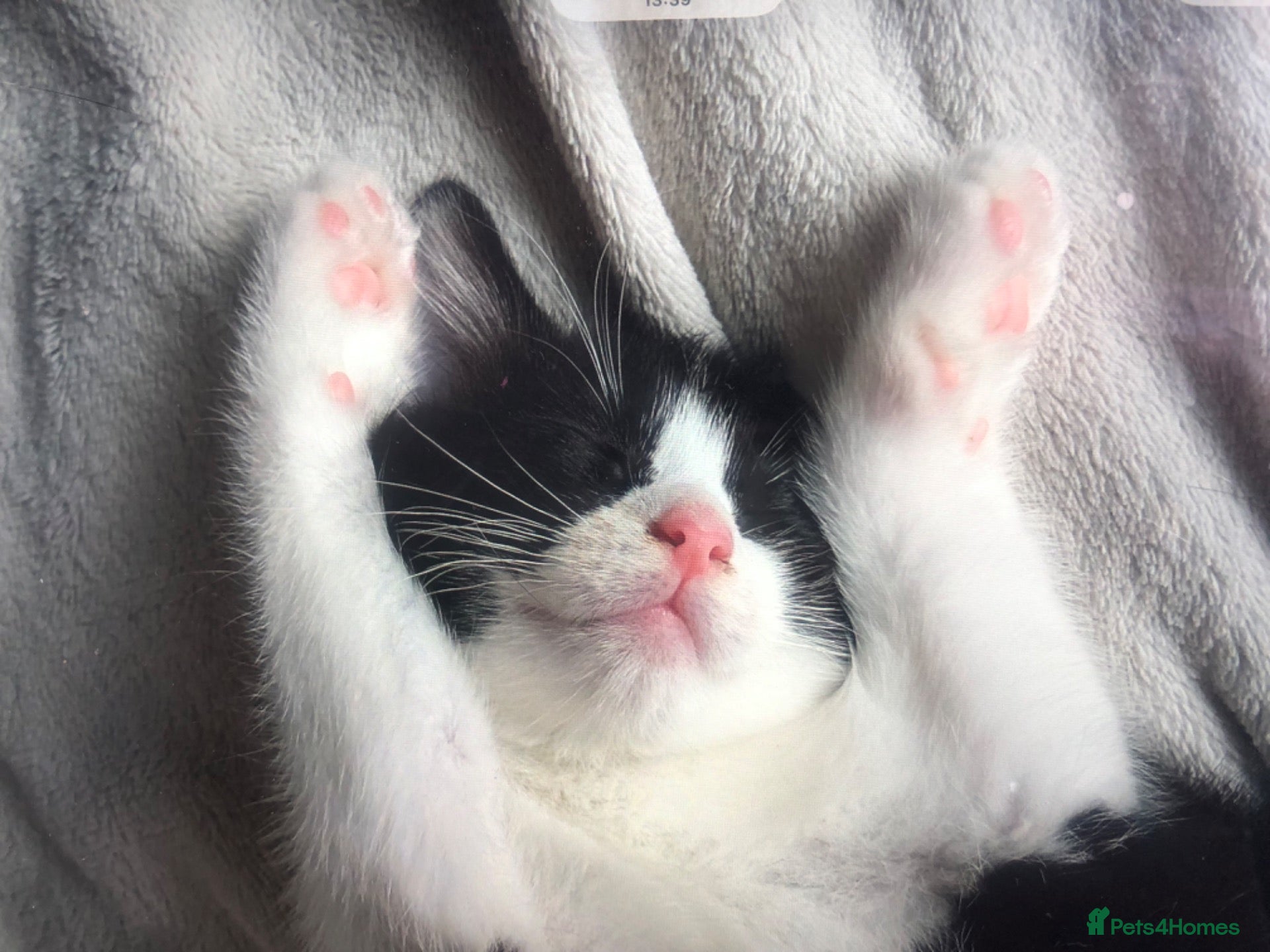 Mixed Breed cats Kittens ready for there new homes 🏡  - Advert 22