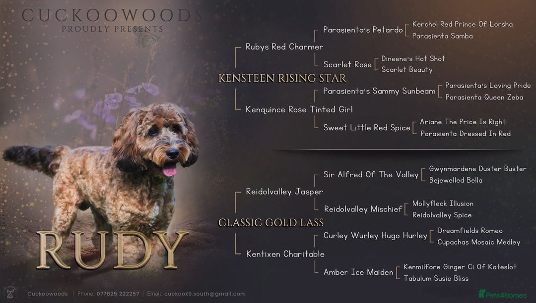 Cockapoo dogs for sale: ✨ Quality F2 Cockapoos ✨ Reputable Breeder  - Image 12