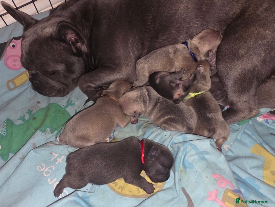 French Bulldog dogs for sale: French bulldog puppies - Advert 14