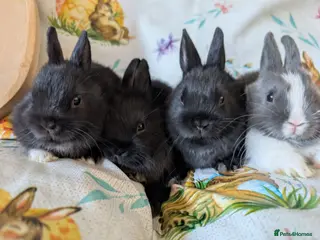 Netherland Dwarf rabbits Netherland dwarf rabbits - Advert 2