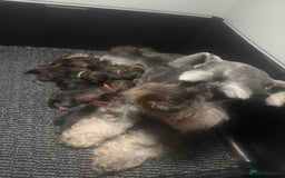 Mixed Breed dogs for sale: OUTSTANDING TOY SCHNOODLES DNA 🧬 CLEAR! - Image 10