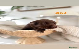 Labrador Retriever dogs for sale: Show Type Chunky Labradors  - Image 2