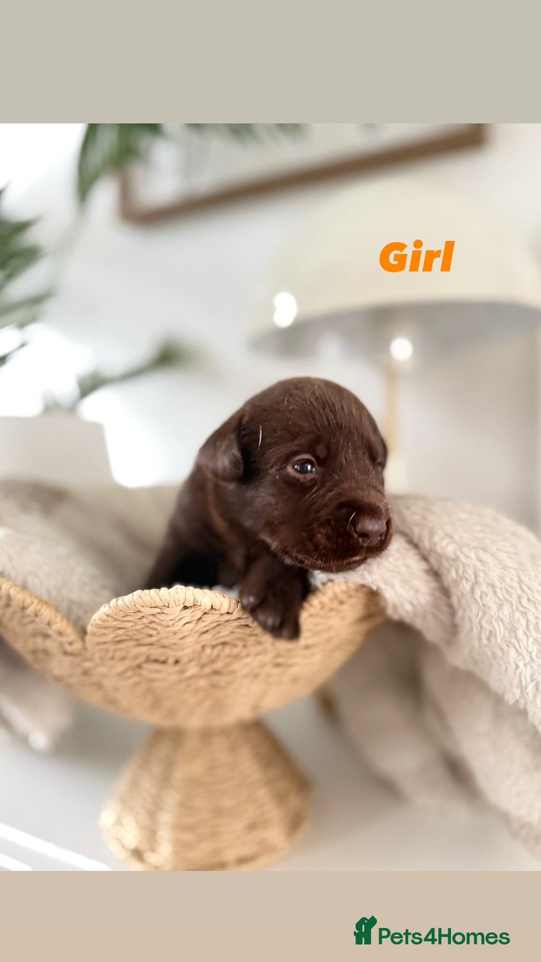 Labrador Retriever dogs for sale: Show Type Chunky Labradors  - Image 2