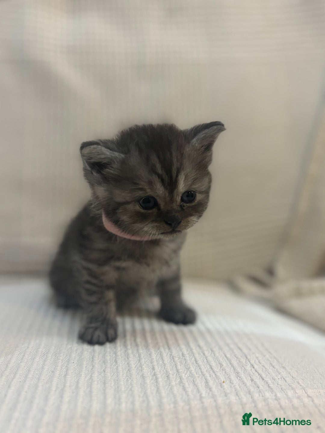 Persian cats for sale: Beautiful chinchilla Persian x - Advert 3