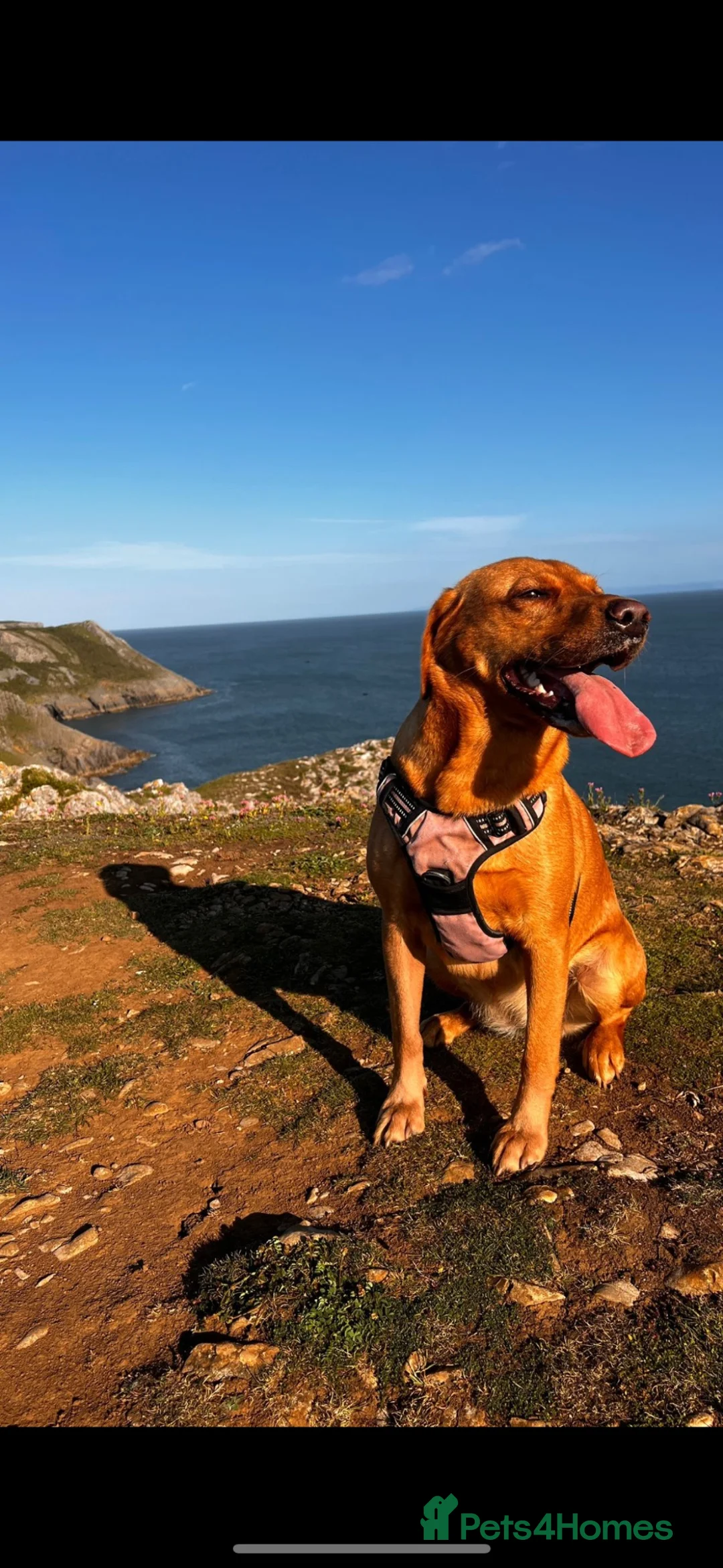 Labrador Retriever dogs for sale: Red Fox Labrador Retriever Puppies  in Swansea - Advert 1