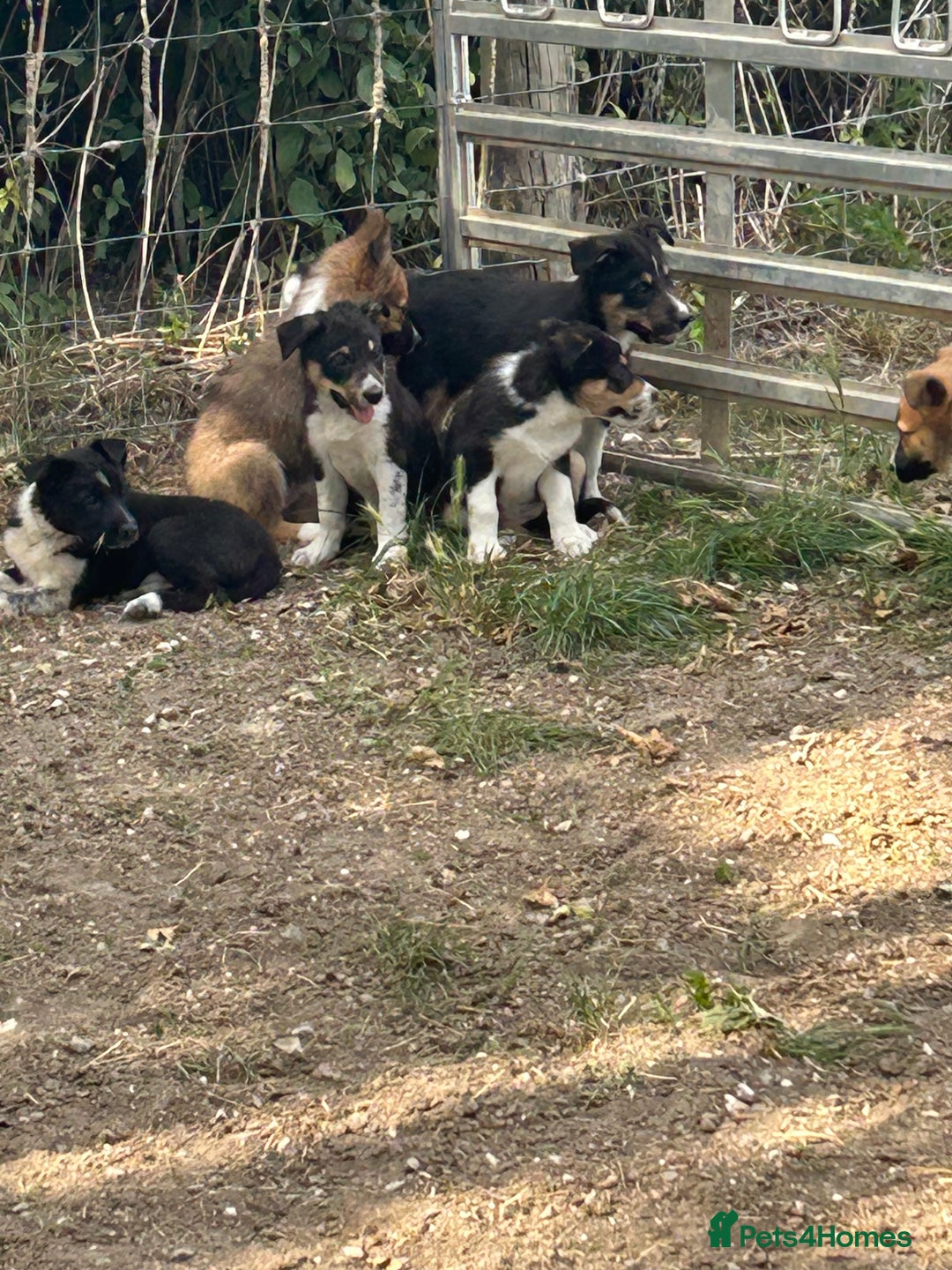 Border Collie dogs for sale: Border collie puppies  - Image 6
