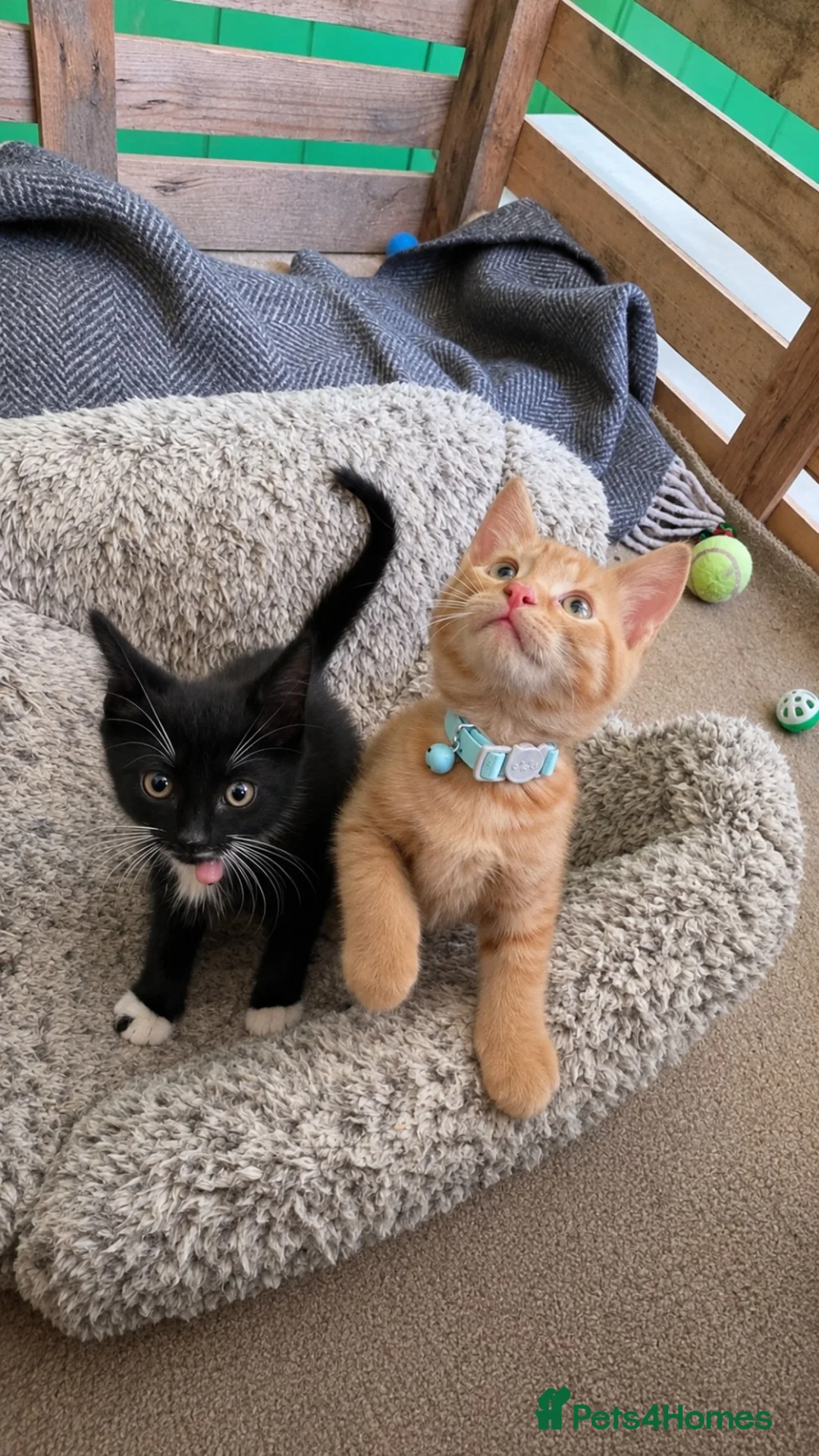 Mixed Breed cats for sale: Beautiful Turkish Angora Mix Kittens in Lincoln - Advert 1