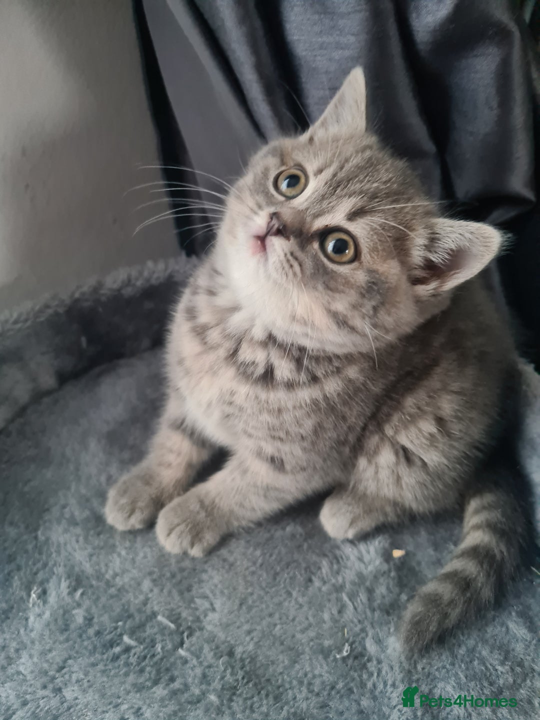 British Shorthair cats for sale: Beautiful kittens. - Advert 12