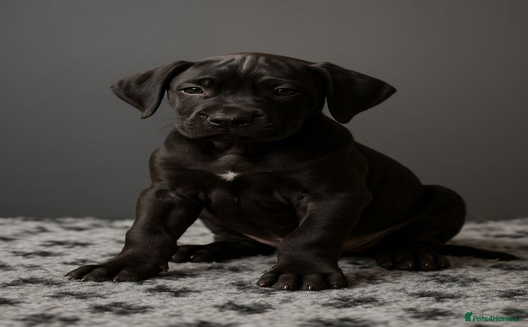 Presa Canario dogs - Advert 7