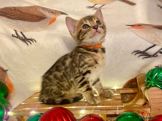 Bengal cats Beautiful Bengal Kittens - Advert 1