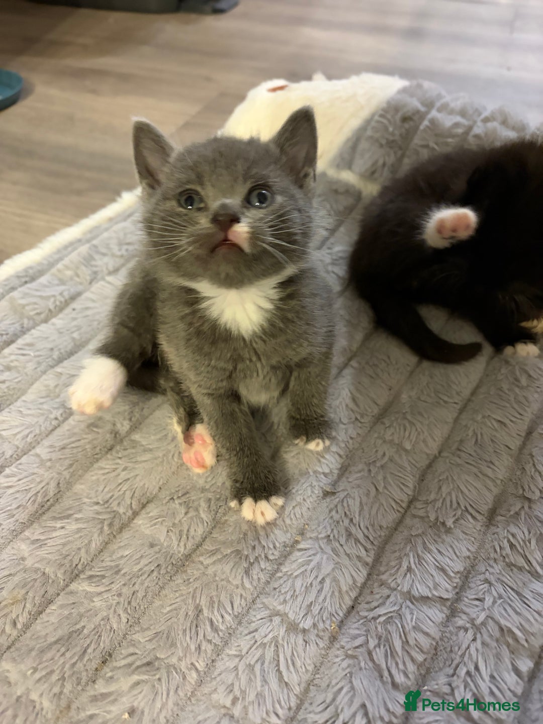 British Shorthair cats for sale: 3 little boys  - Advert 4