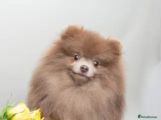 Pomeranian dogs Solid Lilac Tiny 1.8kg Stud Dog DNA health tested in Rotherham - Advert 11