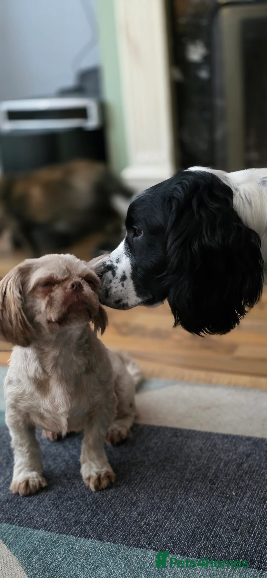 English Springer Spaniel dogs for sale: MEET ARLO (English Springer) 2 years old - Advert 4