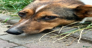 Mixed Breed dogs - Advert 5
