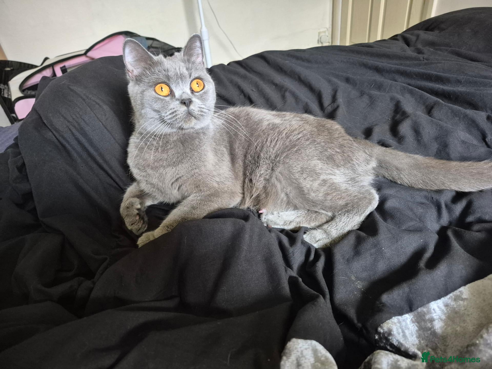 British Shorthair cats 8 week old British short hair  - Advert 1