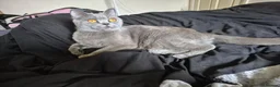 British Shorthair cats for sale: 8 week old British short hair  - Advert 1