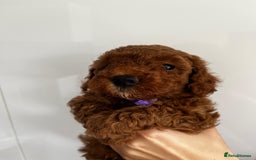 Miniature Poodle dogs for stud: Dark Red Miniature Poodle Stud Package Available in Southampton - Image 34