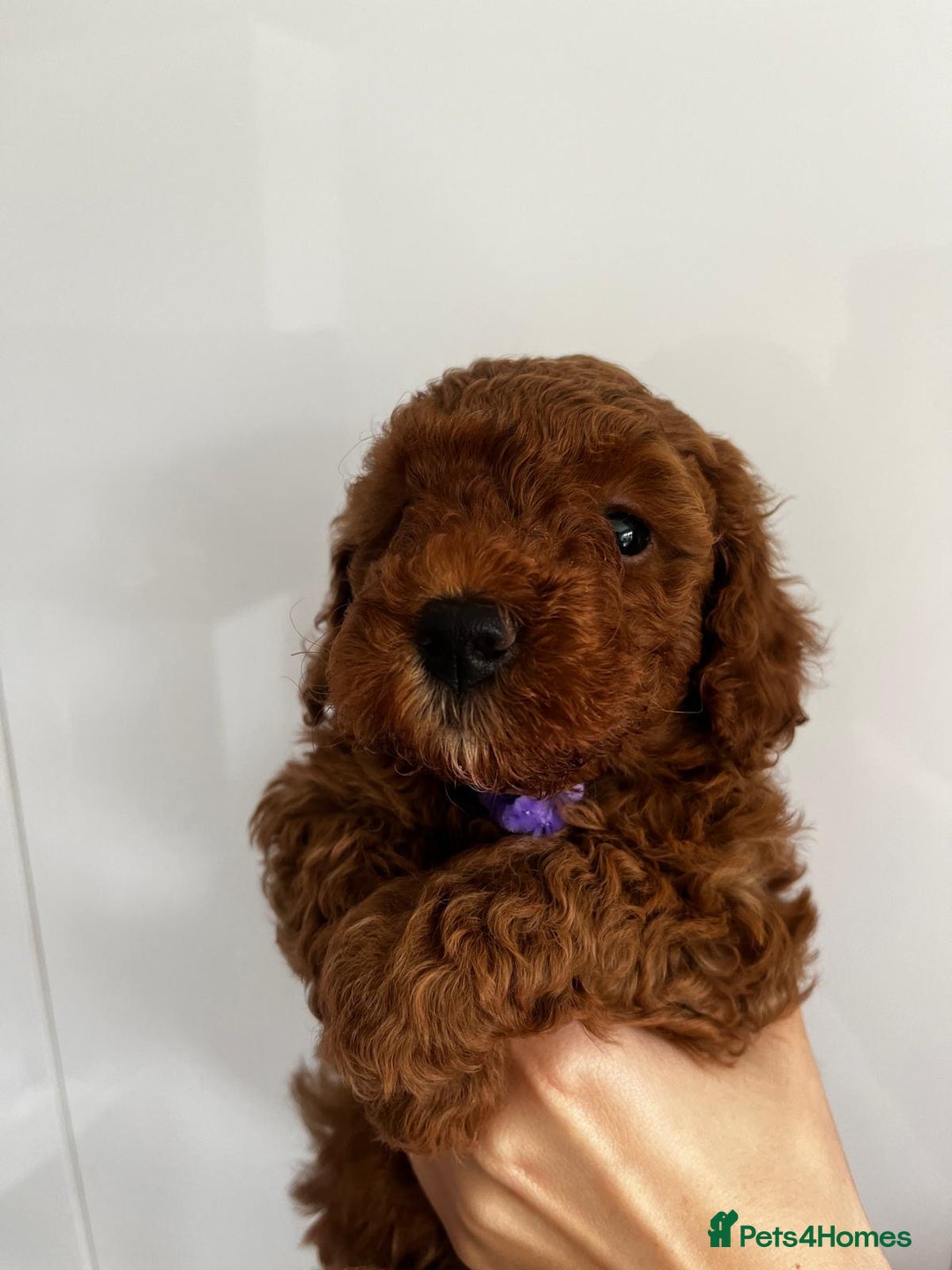 Miniature Poodle dogs for stud: Dark Red Miniature Poodle Stud Package Available in Southampton - Image 34