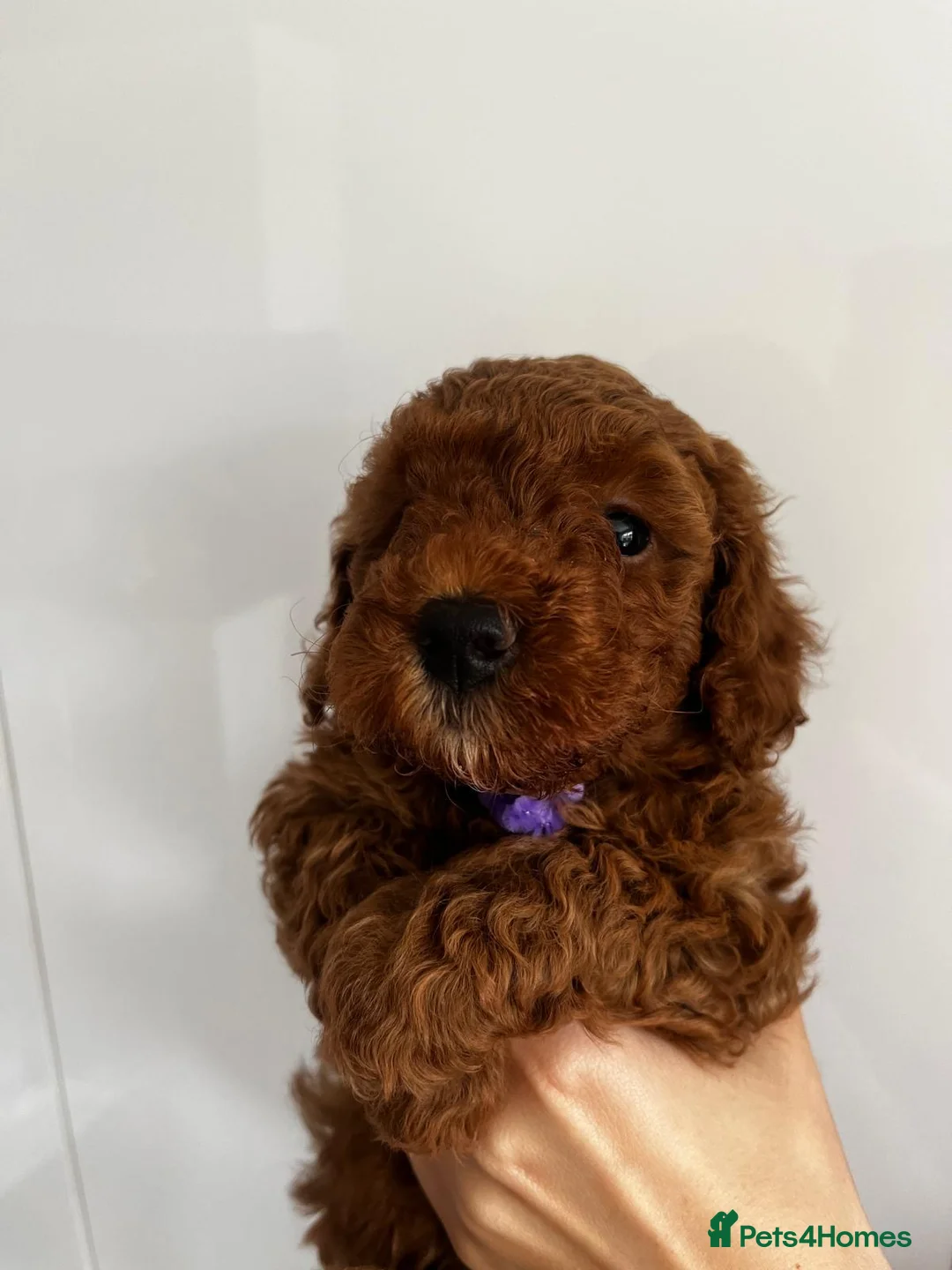 Miniature Poodle dogs for stud: Dark Red Miniature Poodle Stud Package Available in Southampton - Advert 34