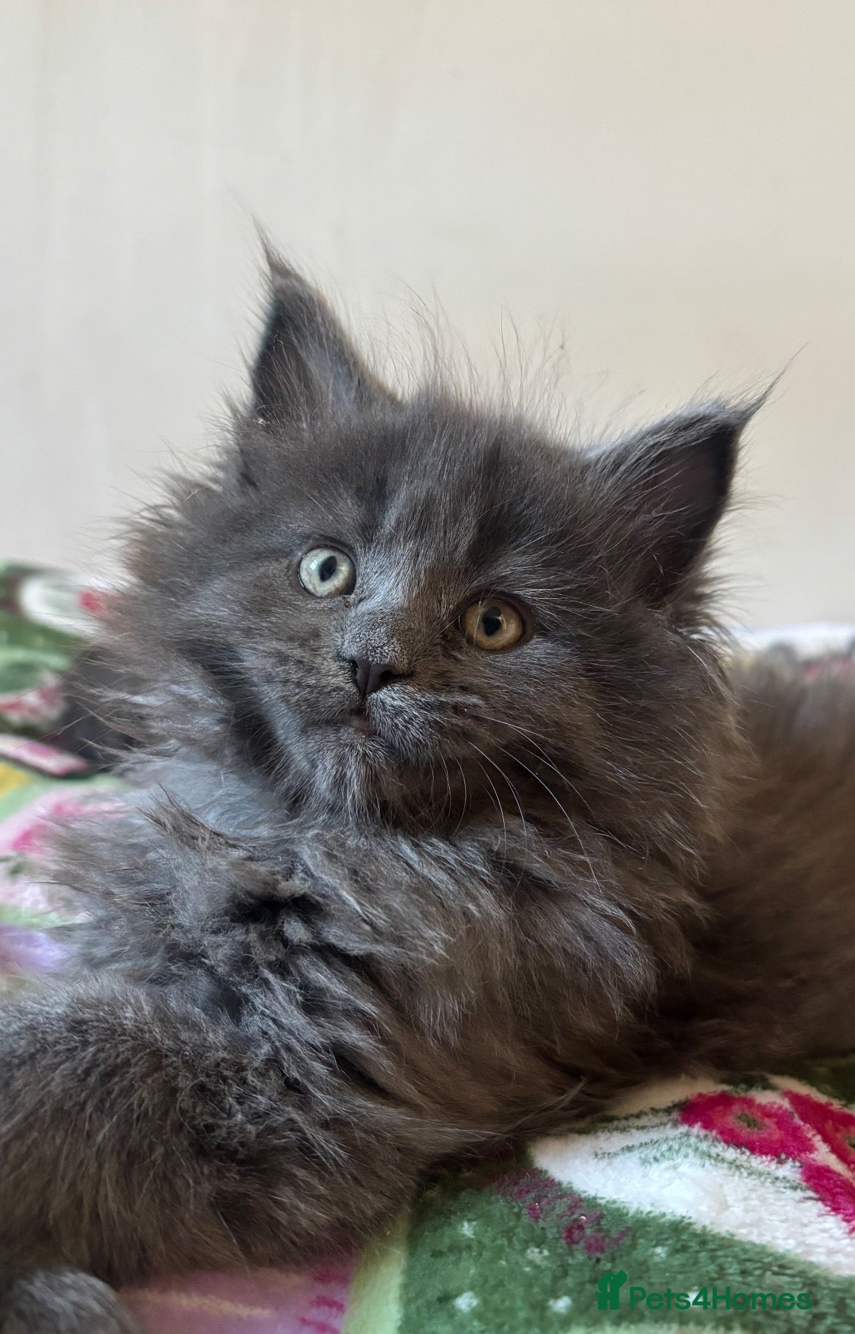 Maine Coon cats Beautiful polydactyl Maine coon kittens  - Advert 1
