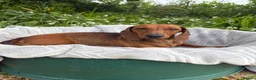 Miniature Dachshund dogs for sale: Beautiful mini dachshund pups ready for new homes  - Advert 4