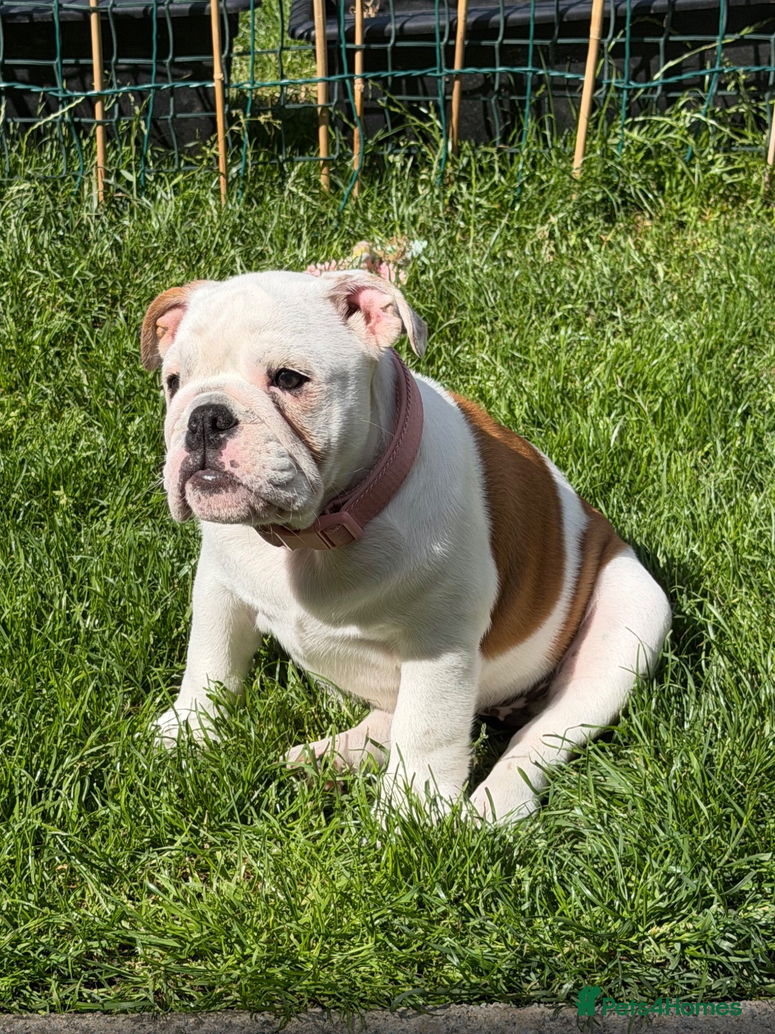 English Bulldog dogs Beautiful female English Bulldog 12 weeks old  - Advert 1