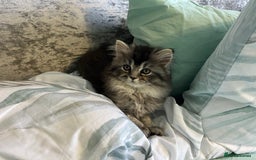 Scottish Fold cats for sale: Female Scottish fold - Image 3