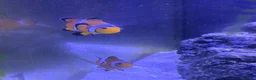 Other/Mixed Breed fish for sale: Marine fish in Plymouth - Advert 7