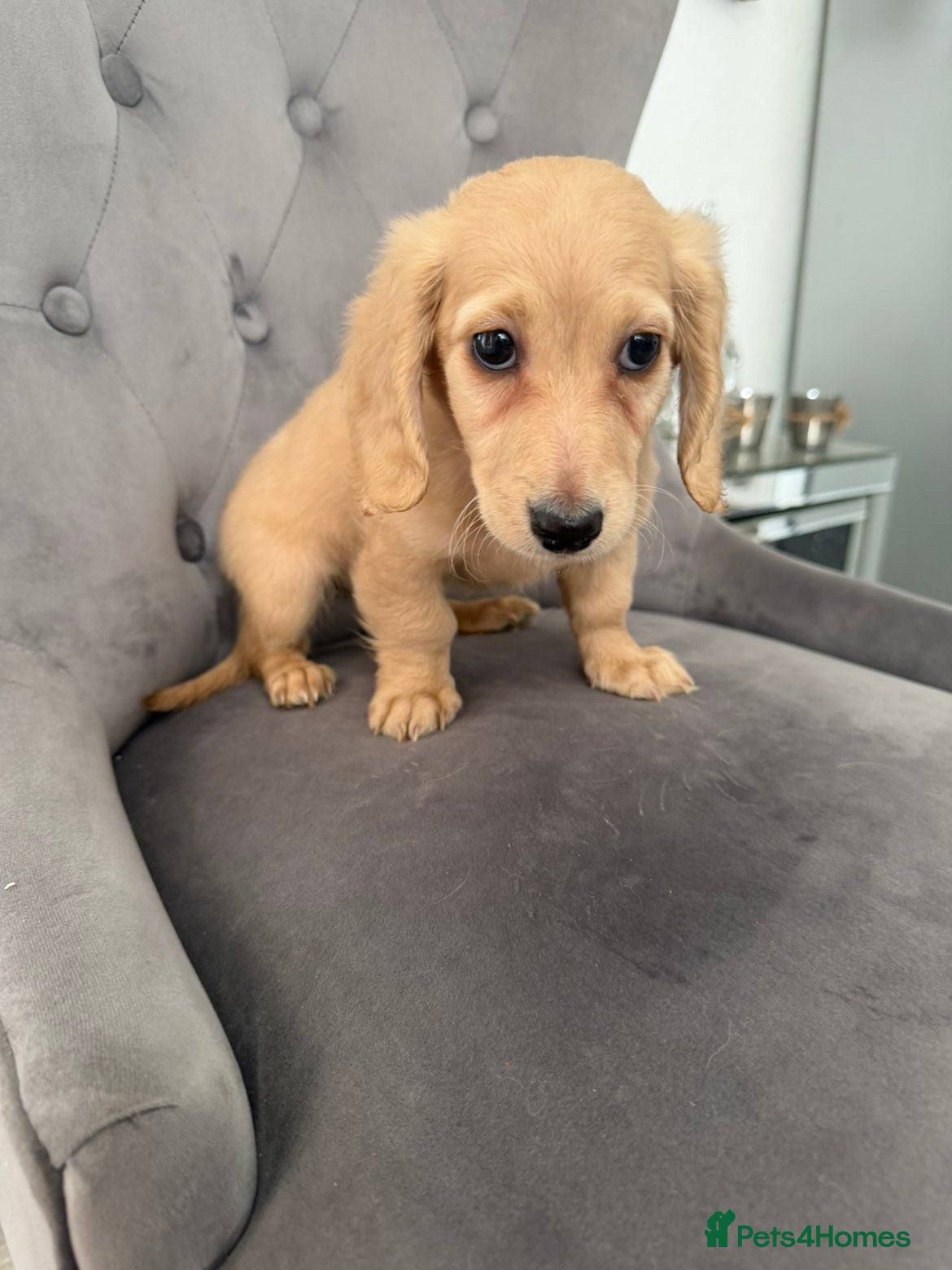 Dachshund dogs for sale: Two beautiful long haired mini dachshund puppies - Advert 4