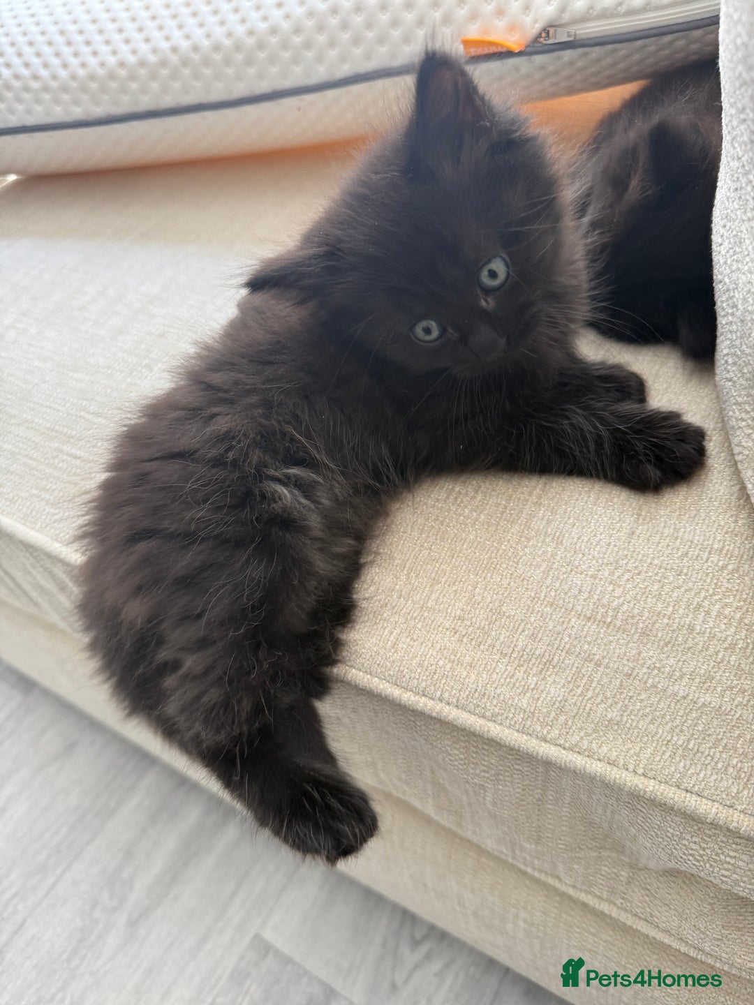 British Longhair cats for sale: British longhairs  in Bradford - Image 4