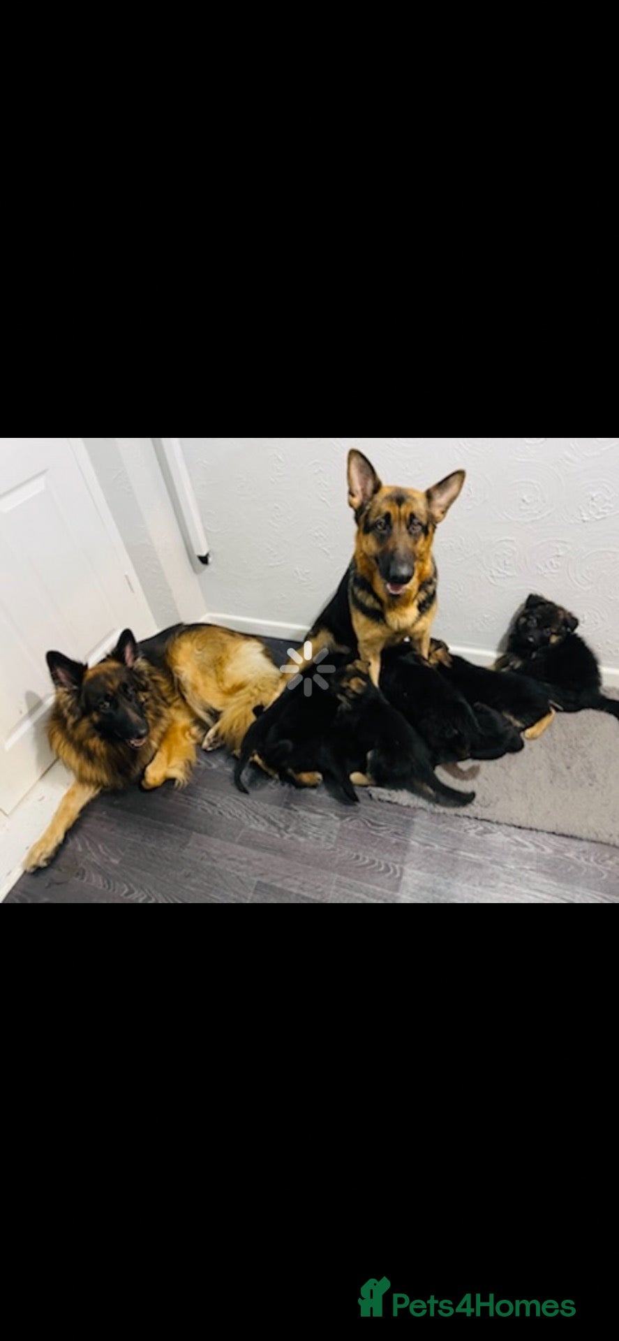 German Shepherd dogs Gorgeous German shepherd pups for sale  - Advert 1