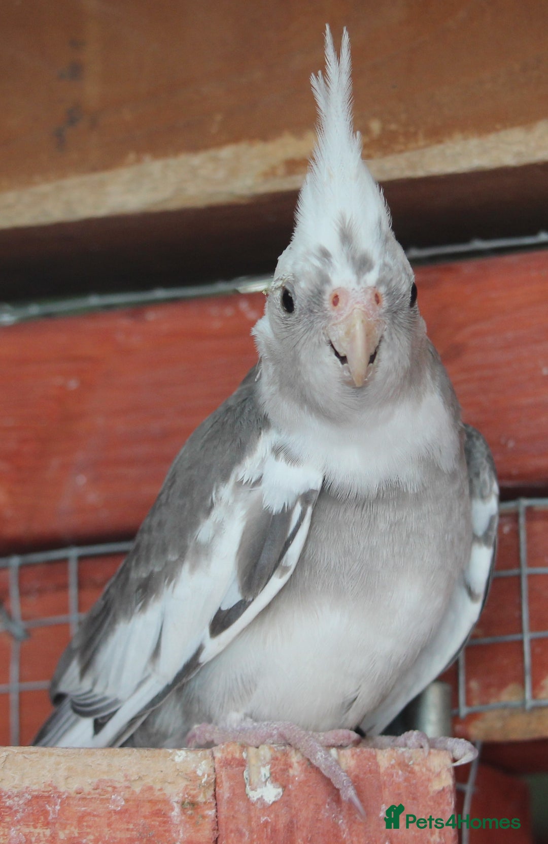 Cockatiels birds for sale: Young Whiteface Cockatiels for Sale in Southport - Advert 3
