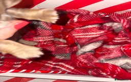 Chiweenie dogs for sale: Cheweenie - Image 18