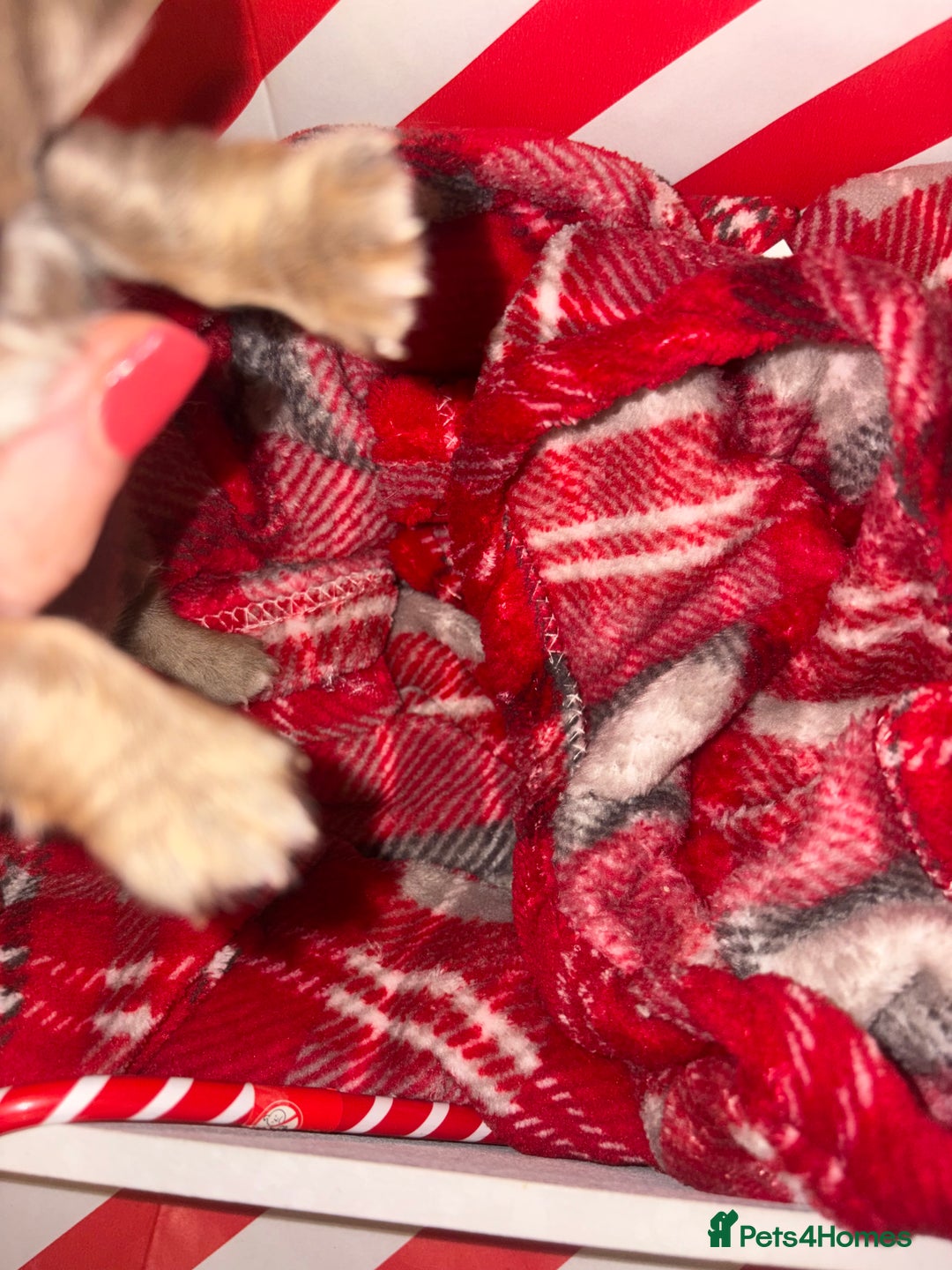 Chiweenie dogs for sale: Cheweenie - Image 18