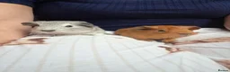 Guinea Pig rodents for sale: Bond pair boys looking for forever home  - Advert 3