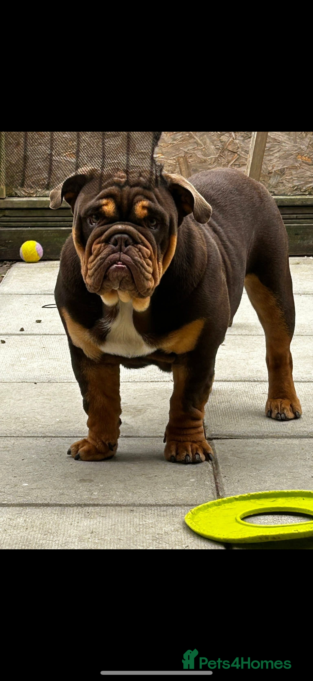 English Bulldog dogs for sale: Chocolate and tan English bulldog  - Advert 1