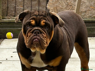 English Bulldog dogs Chocolate and tan English bulldog - Advert 2