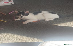 Domestic Shorthair cats for sale: 3 beautiful boys left ! Ready now - Image 1