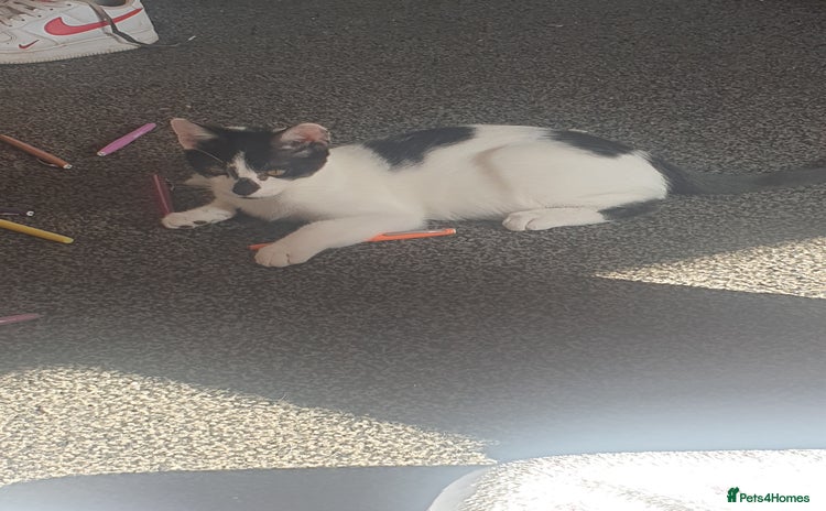 Domestic Shorthair cats - Advert 4