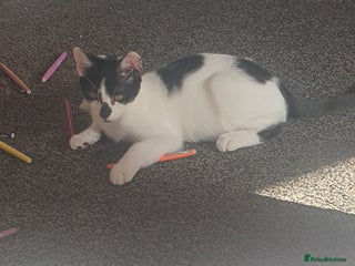 Domestic Shorthair cats - Advert 8
