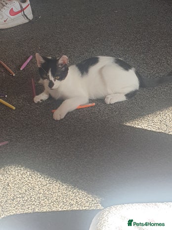 Domestic Shorthair cats - Advert 9