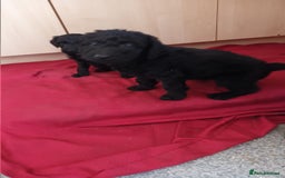 Labradoodle dogs for sale: F,1,B Standard labradoodles - Image 7