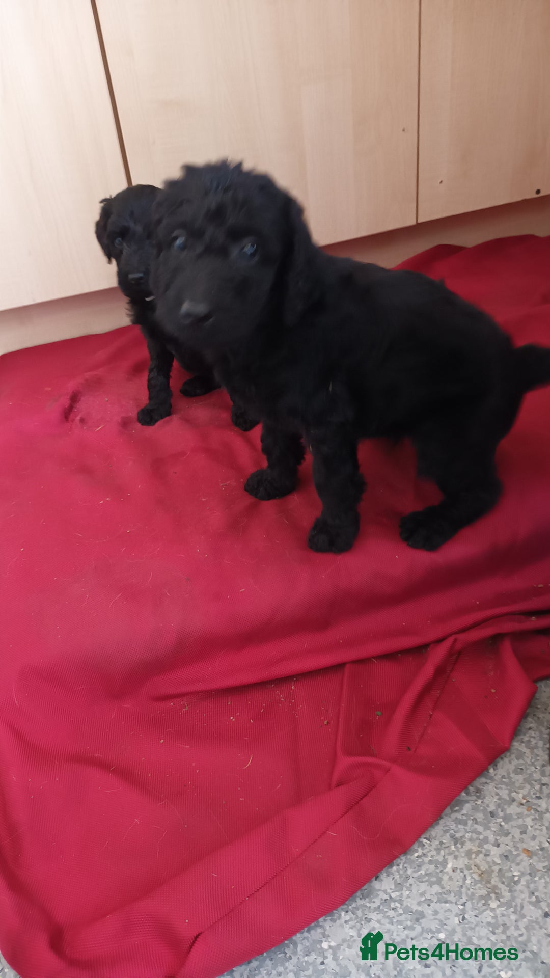 Labradoodle dogs for sale: F,1,B Standard labradoodles - Image 7