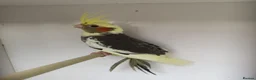 Cockatiels birds for sale: Baby pied cockatiels - Advert 3
