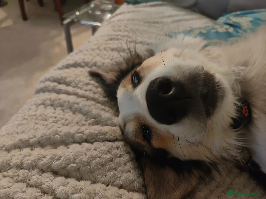 Border Collie dogs for sale: Rehoming beautiful Border Collie (Skye) - Advert 2