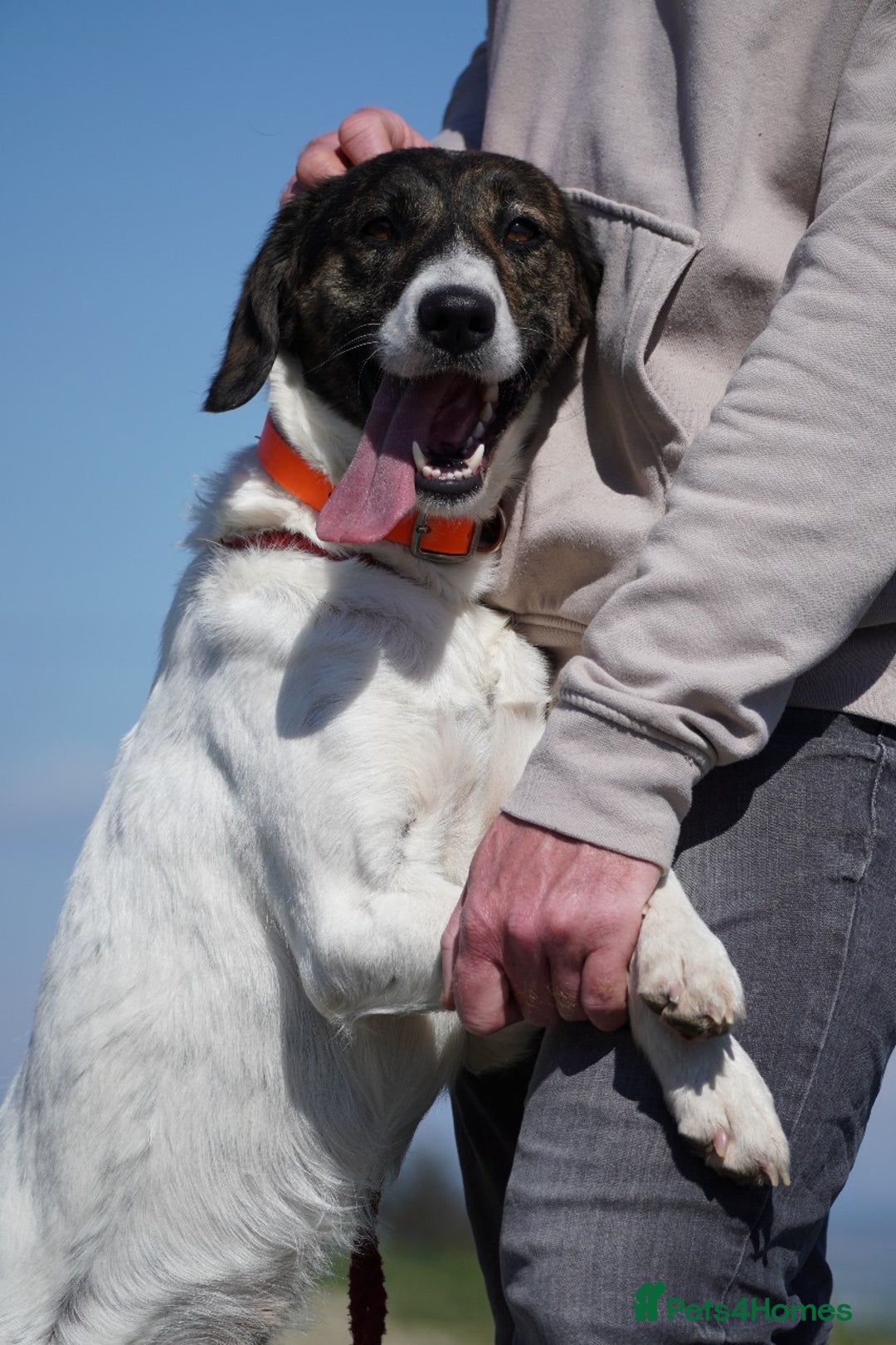 Mixed Breed dogs for adoption: Macy !  - Advert 15