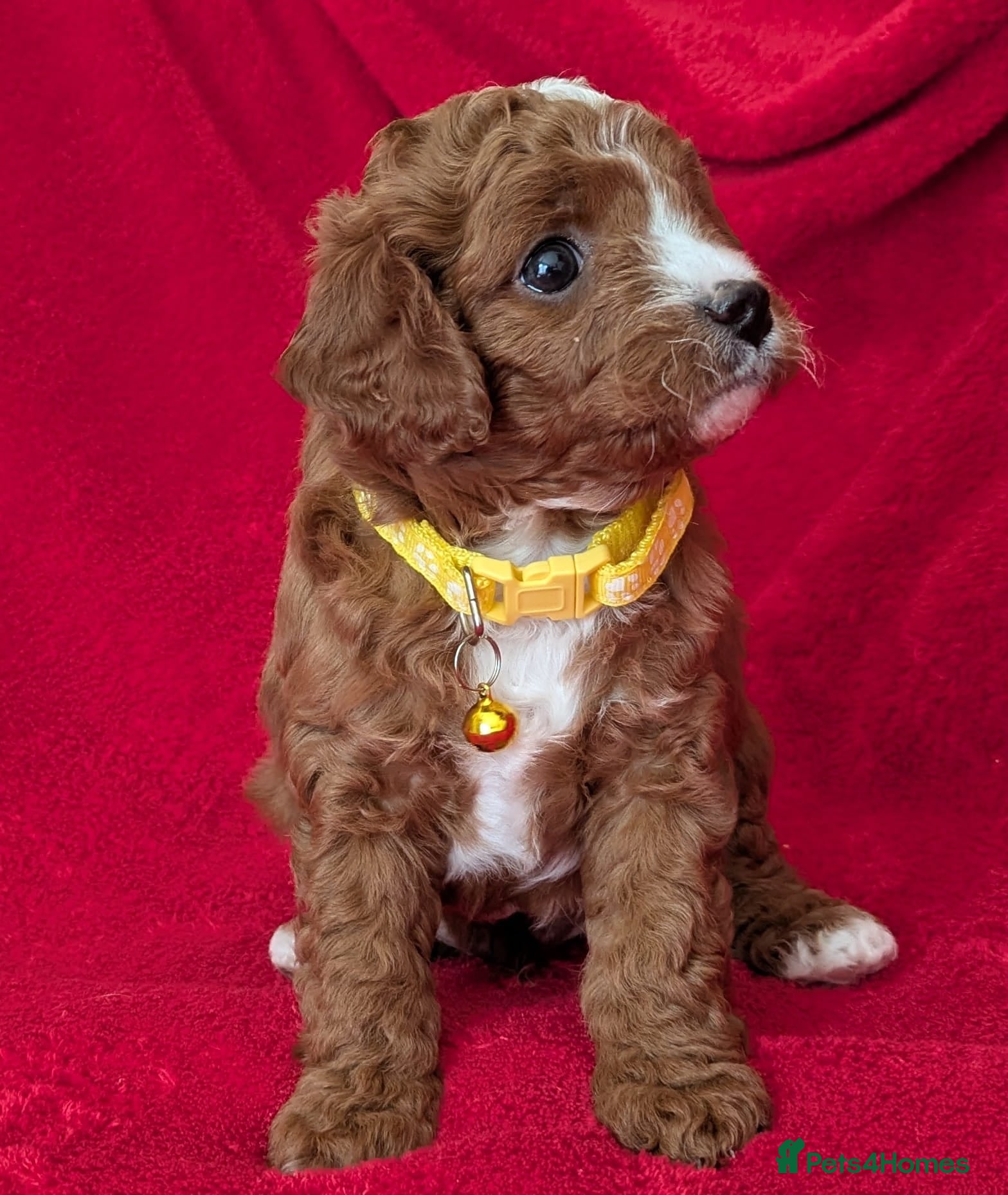 Cavapoo dogs Adorable Cavapoo Puppies From Licensed Breeder - Advert 1