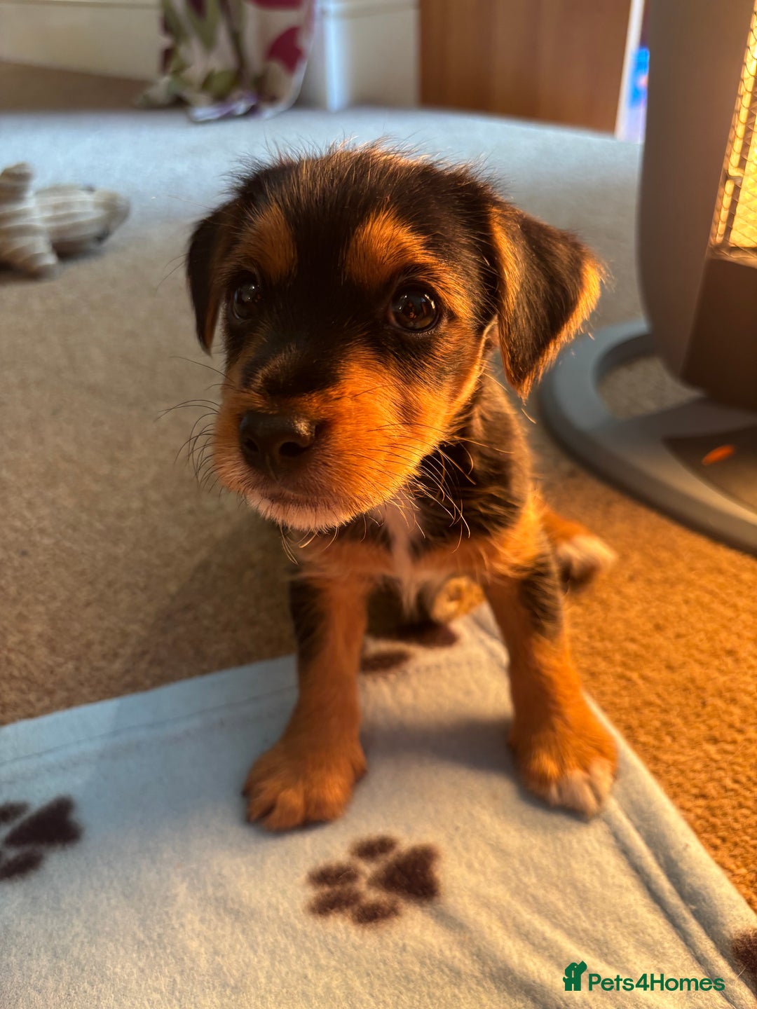 Jack Russell dogs for sale: Jack Russell terrier Pups!  - Advert 29